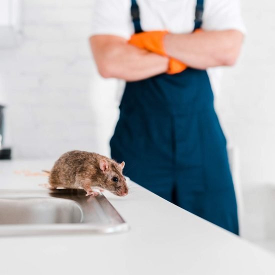 selective-focus-of-small-rat-near-sink-and-man-wit-2024-11-19-18-44-40-BHWZZEN.jpg